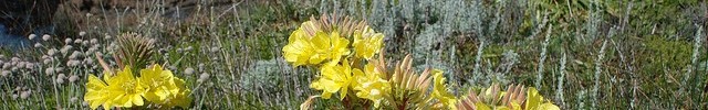 cropped-cropped-yellow-flowers-and-ocean1.jpg