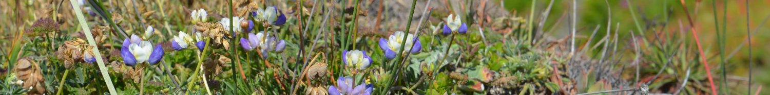 cropped-lupine-and-sea-pinks2.jpg